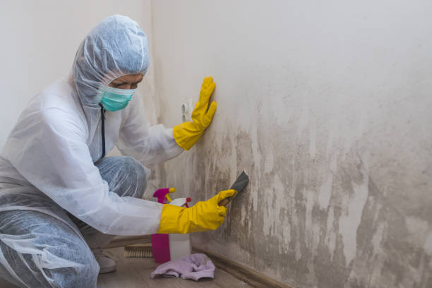 Best Residential Mold Remediation in Lauderdale Lakes, WI